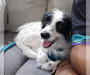 Border Collie-Parson Russell Terrier Mix Dogs for adoption in Chandler, AZ, USA