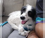 Small Border Collie-Parson Russell Terrier Mix