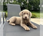 Small #3 Labrador Retriever