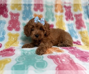 Cockapoo (Miniature) Puppy for sale in LAKELAND, FL, USA