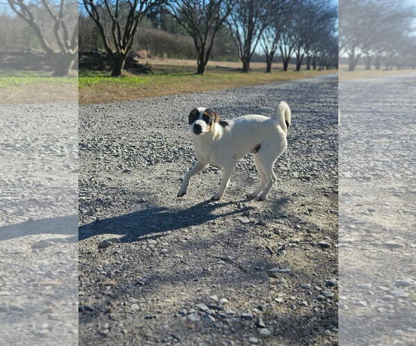 Medium Photo #5 Rat Terrier-Shiba Inu Mix Puppy For Sale in Wakefield, RI, USA