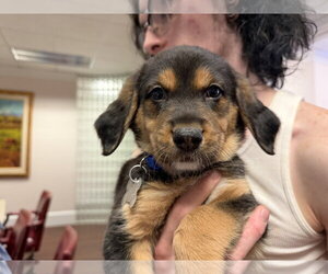 Coonhound-Unknown Mix Dogs for adoption in Holly Springs, NC, USA