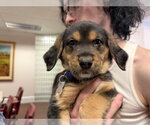 Miney - Brinleys Litter - Male Coonhound-Unknown Mix Dog for Adoption - Small photo