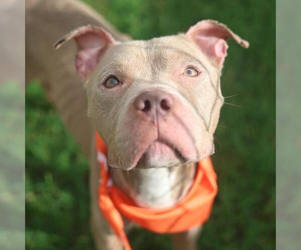Medium Photo #1 American Staffordshire Terrier Puppy For Sale in San Antonio, TX, USA