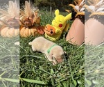 Small #8 Labrador Retriever