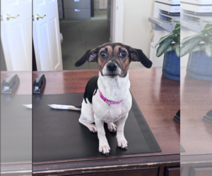 Nessie - Female Dachshund-Unknown Mix Dog for Adoption - Photo #4