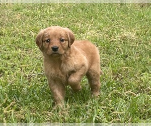 Golden Retriever Puppy for Sale in WRAY, Georgia USA