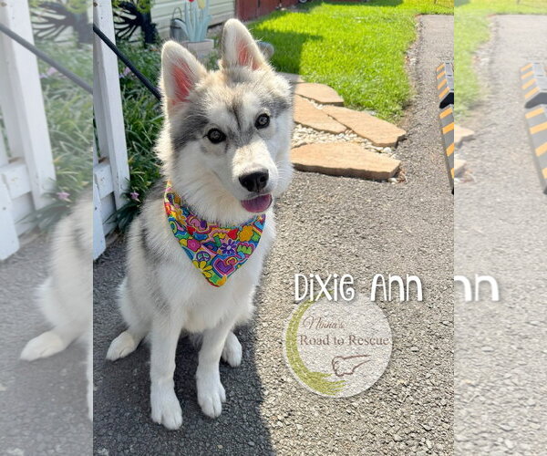 Medium Photo #1 Pomsky Puppy For Sale in Benton, LA, USA