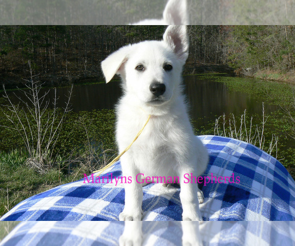 Medium Photo #2 German Shepherd Dog Puppy For Sale in PIEDMONT, MO, USA