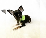 Image preview for Ad Listing. Nickname: Kona