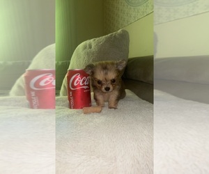 Chihuahua Puppy for sale in CHARLOTTE, NC, USA