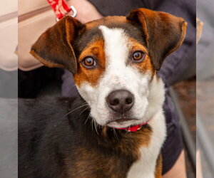 Mutt Dogs for adoption in Canton, CT, USA