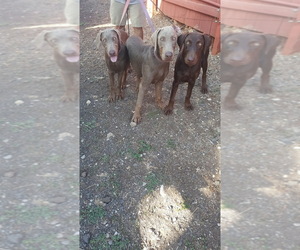 Doberman Pinscher-Labrador Retriever Mix Puppy for sale in MAKAKILO, HI, USA