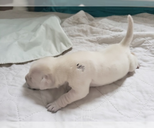 Medium Photo #24 Labrador Retriever Puppy For Sale in NEW LENOX, IL, USA