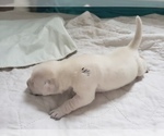 Small Photo #24 Labrador Retriever Puppy For Sale in NEW LENOX, IL, USA