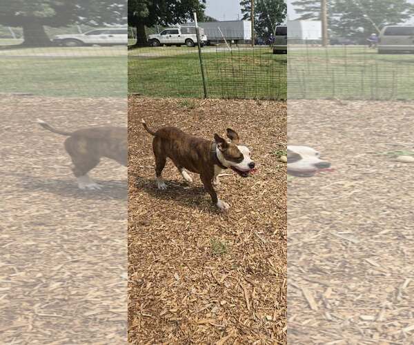 Medium Photo #2 Mutt Puppy For Sale in Rustburg, VA, USA