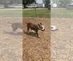 Small #1 Mutt