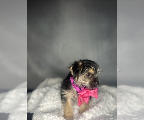 Medium Photo #27 Morkie Puppy For Sale in CONCORD, CA, USA