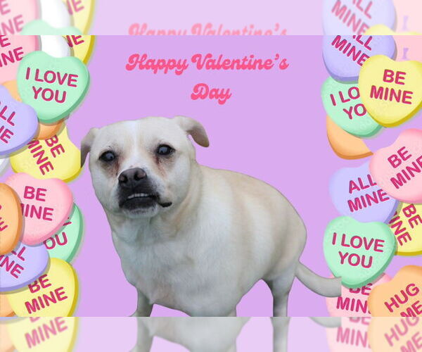 Medium Photo #9 Labrador Retriever-Pug Mix Puppy For Sale in Chestertown, MD, USA