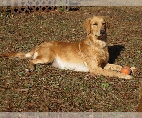 Medium Photo #21 Golden Retriever Puppy For Sale in SANFORD, NC, USA