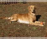 Small #20 Golden Retriever