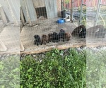 Small #1 Labrador Retriever