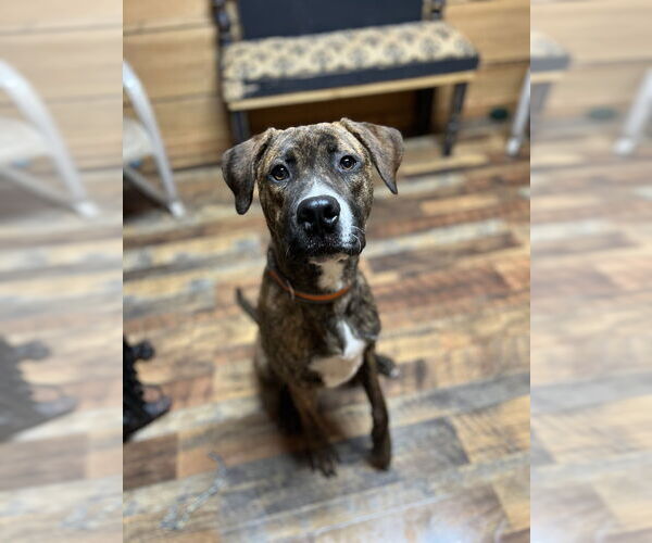 Medium Photo #9 American Pit Bull Terrier-Plott Hound Mix Puppy For Sale in Benton, PA, USA
