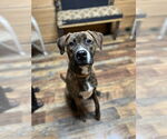 Small #8 American Pit Bull Terrier-Plott Hound Mix