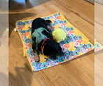 Small Photo #21 Mutt Puppy For Sale in Philadelphia, PA, USA