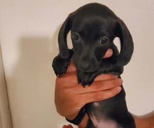 Dachshund Puppy for sale in BRADENTON, FL, USA