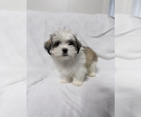 Medium Photo #1 Mal-Shi Puppy For Sale in NAPLES, FL, USA