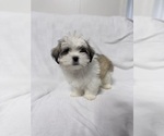 Small Photo #1 Mal-Shi Puppy For Sale in NAPLES, FL, USA