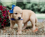 Small #3 Golden Retriever