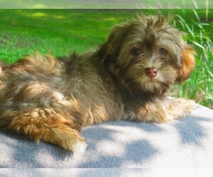 Havanese Puppy for sale in WILSON, NY, USA