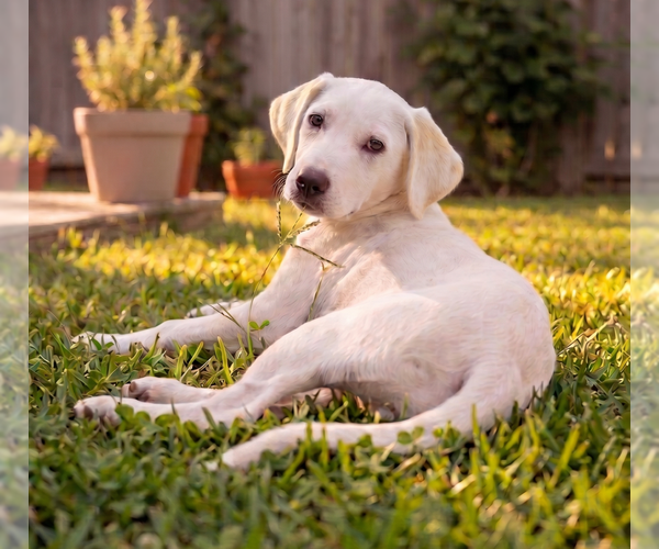 Medium Photo #2 Labrador Retriever-Unknown Mix Puppy For Sale in Grovertown, IN, USA