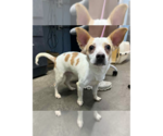 Small #1 Mutt