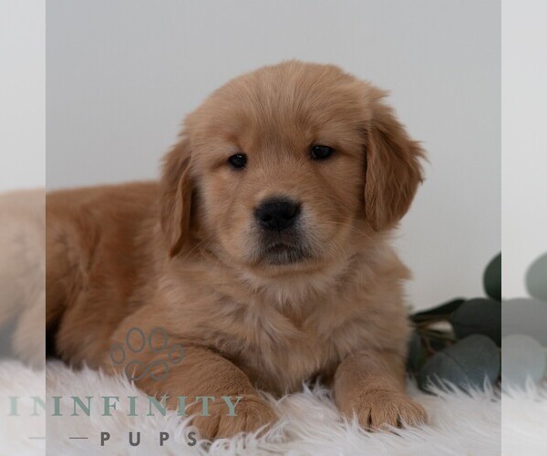 Medium Photo #6 Golden Retriever Puppy For Sale in NEWPORT, PA, USA
