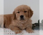 Small #5 Golden Retriever