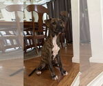Small #6 Bulldog Mix