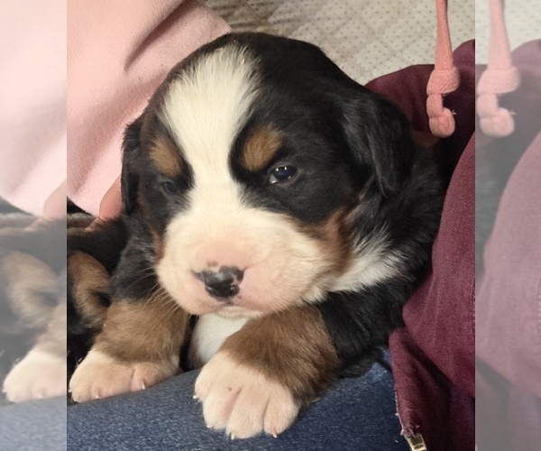 Medium Photo #10 Bernese Mountain Dog Puppy For Sale in HILLSBORO, OH, USA