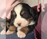 Small #9 Bernese Mountain Dog