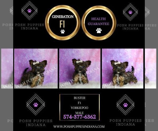 Medium Photo #120 Yorkipoo Puppy For Sale in WARSAW, IN, USA