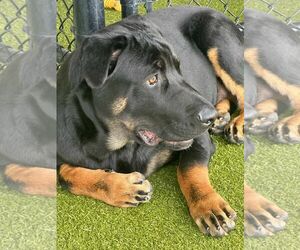 Rottweiler-Unknown Mix Dogs for adoption in Princeton, MN, USA