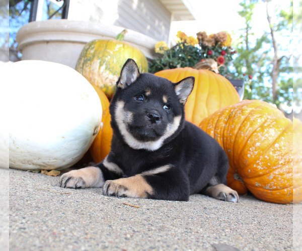 Medium Photo #1 Shiba Inu Puppy For Sale in CANTON, SD, USA