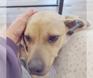 Gilley - Female American Pit Bull Terrier-Labrador Retriever Mix Dog for Adoption - Photo #6