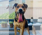 Small #1 Labrador Retriever Mix