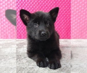 German Shepherd Dog Puppy for sale in WARREN, MA, USA