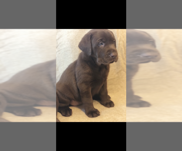 Medium Photo #1 Labrador Retriever Puppy For Sale in CHARLOTTE, NC, USA