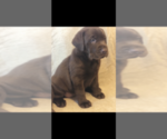 Small Photo #1 Labrador Retriever Puppy For Sale in CHARLOTTE, NC, USA