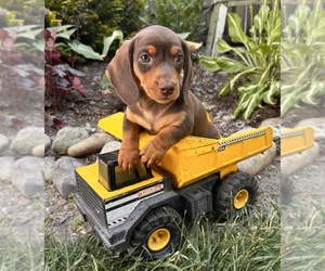 Dachshund Puppy for sale in MIDDLEBURY, IN, USA